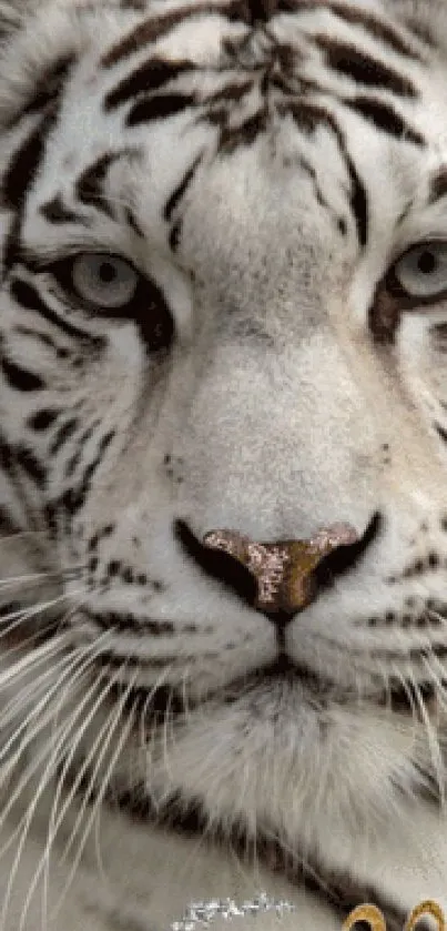 Close-up of a majestic white tiger's face with striking eyes.