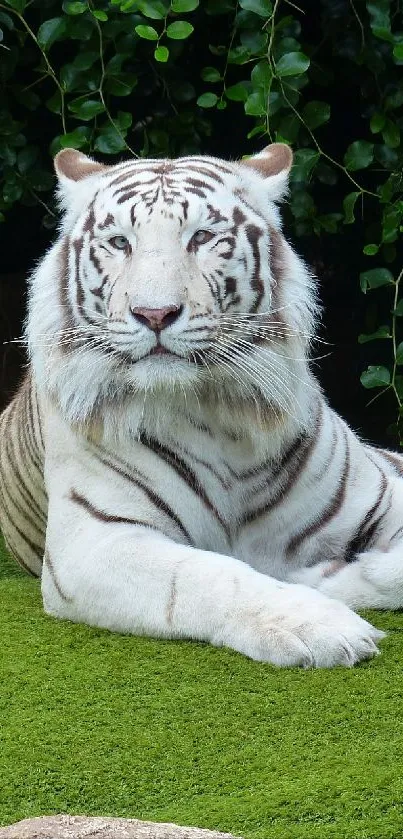 Majestic white tiger lying on vivid green grass with leafy backdrop.