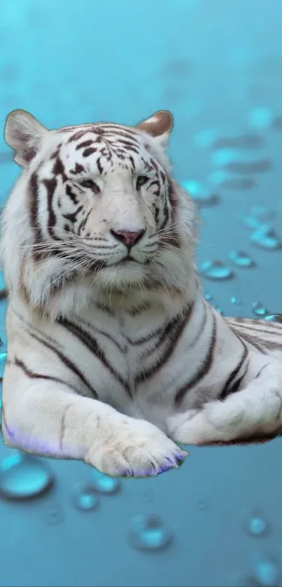 White tiger resting on aqua background with water droplets.