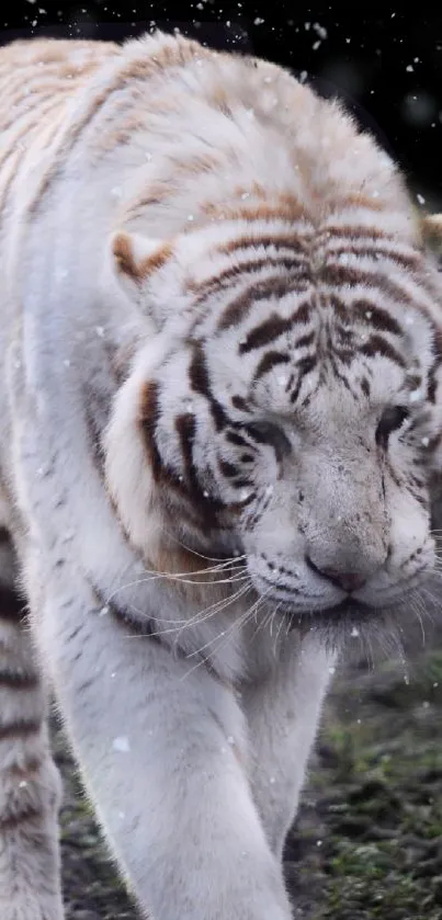 Majestic white tiger in snow, walking gracefully in the wilderness, mobile wallpaper.