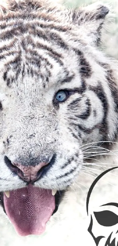 Majestic white tiger with piercing blue eyes in a striking mobile wallpaper.