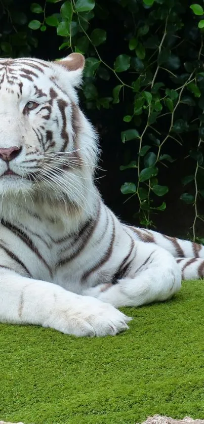 Majestic white tiger resting on vibrant green grass.