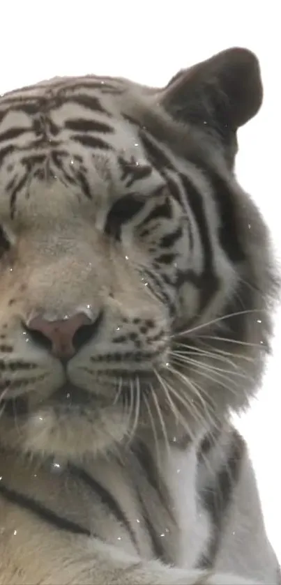 Close-up of a majestic white tiger, showcasing its striking beauty.