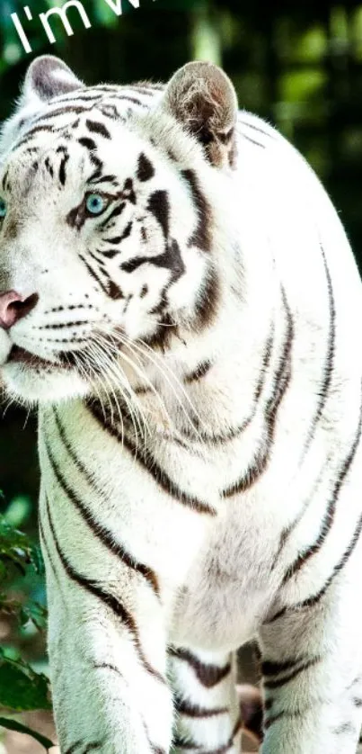 Majestic white tiger with blue eyes in jungle setting.