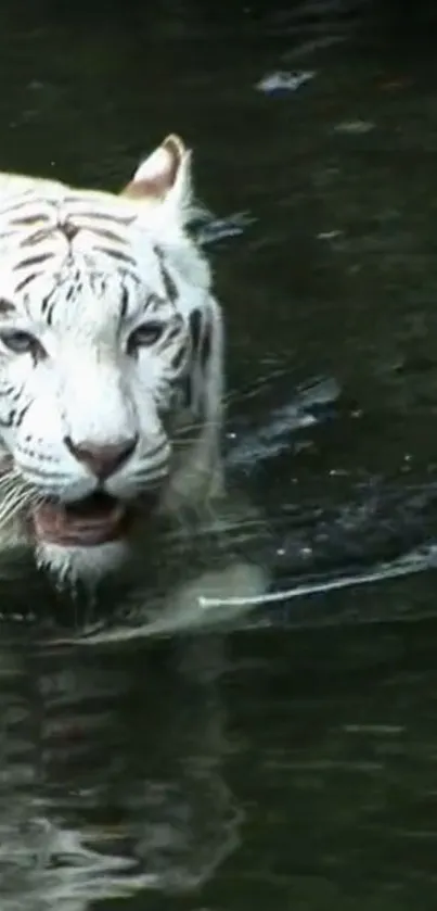 White tiger in dark green water, exuding elegance and serenity.