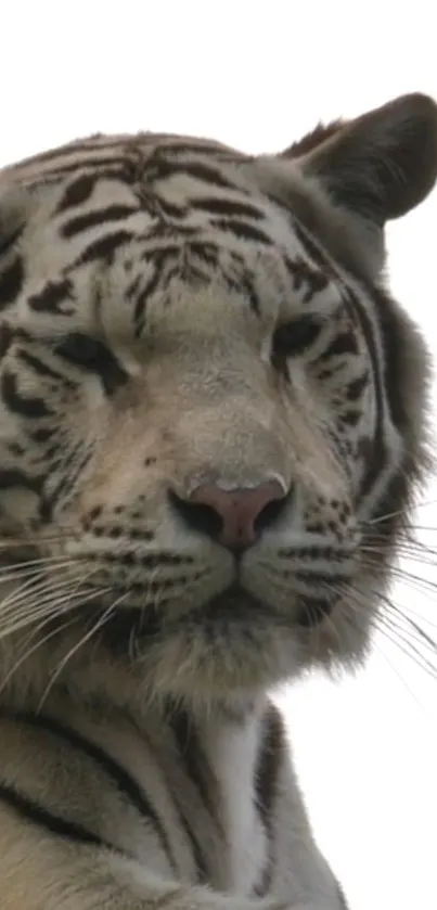 Close-up of a majestic white tiger's face with striped pattern.