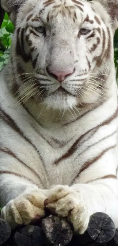 Majestic white tiger resting in nature wallpaper.