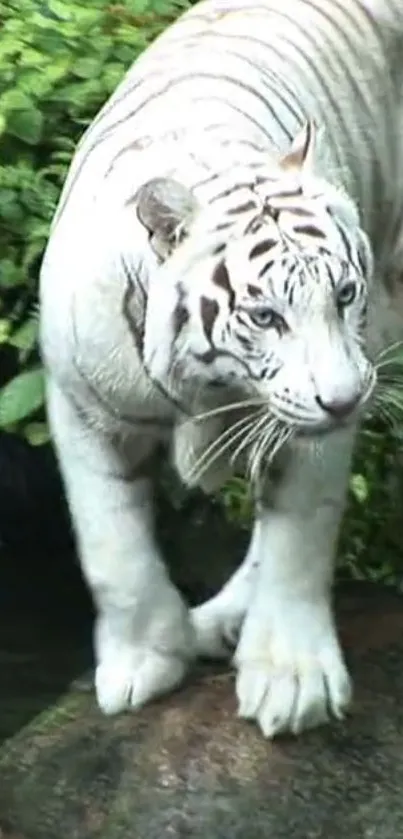 Majestic white tiger standing on rock surrounded by lush greenery.