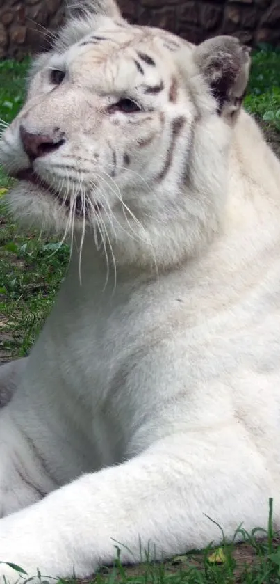 A majestic white tiger resting in a natural setting.