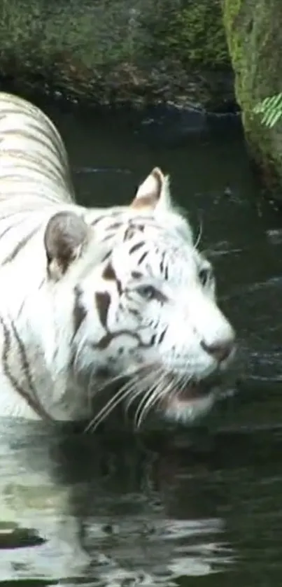 White tiger captured in lush greenery, wading through water.