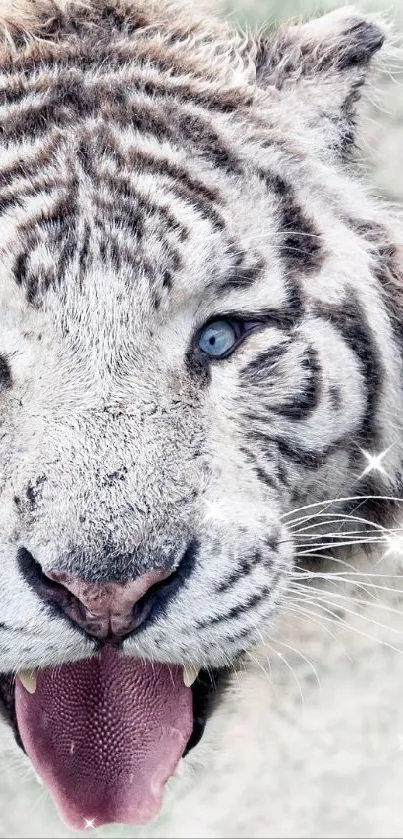 White tiger with striking blue eyes in nature setting.