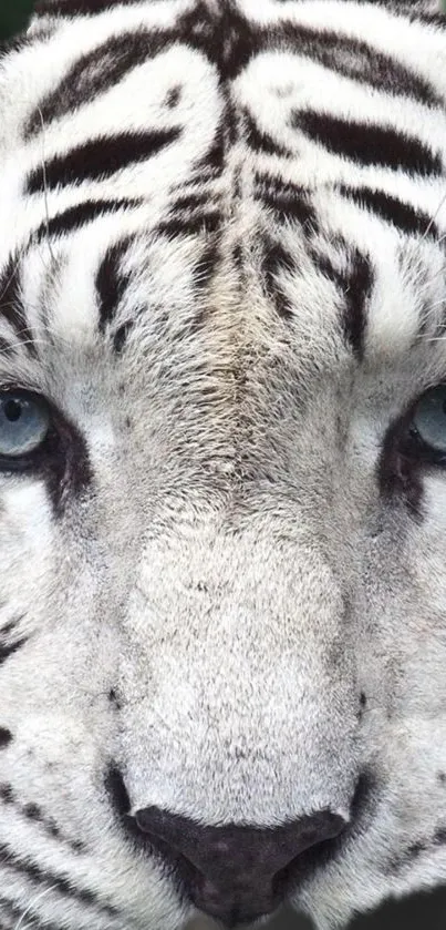 Close-up of a majestic white tiger with blue eyes and black stripes.