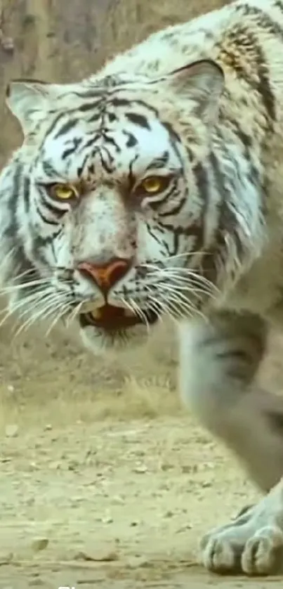 Majestic white tiger prowling in natural habitat wallpaper.