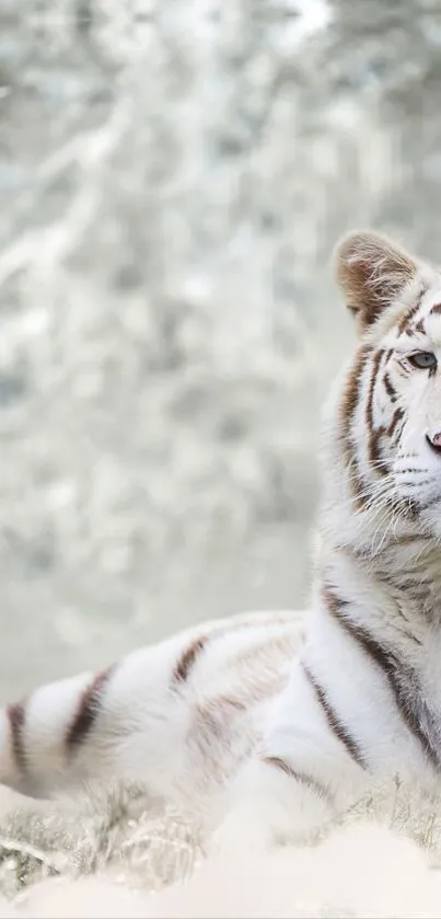 Majestic white tiger lying in serene snow landscape, creating a calming scene.