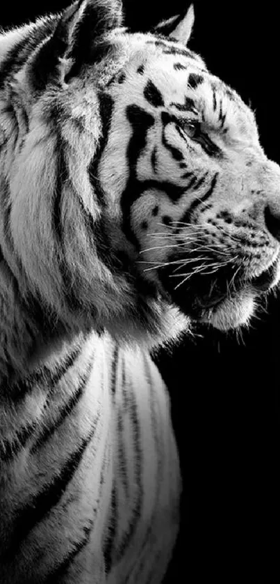 Black and white wallpaper with a majestic white tiger.