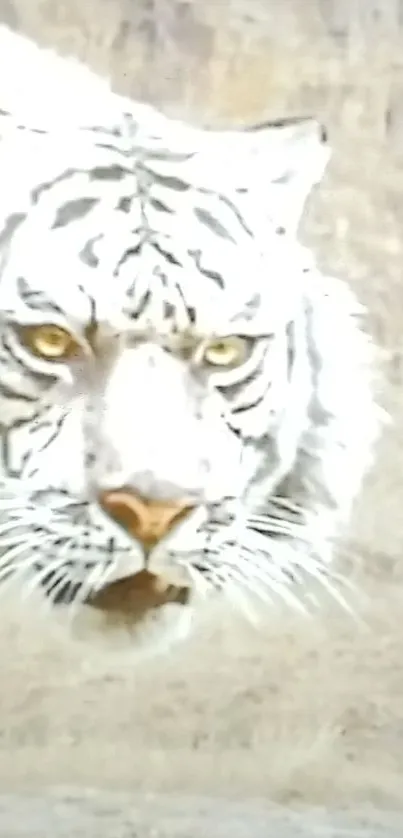 Majestic white tiger against a beige backdrop.