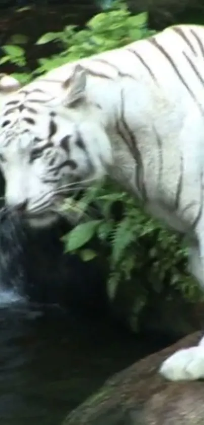 White tiger standing by a waterfall in lush greenery.