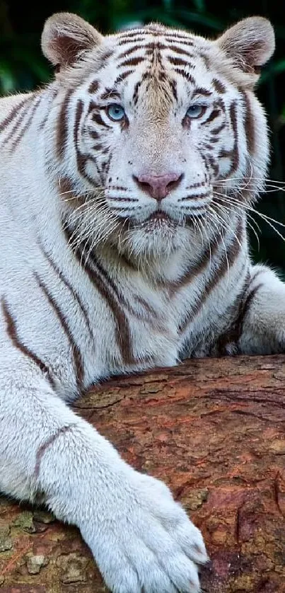 Majestic white tiger resting on a large log in a lush green jungle setting.