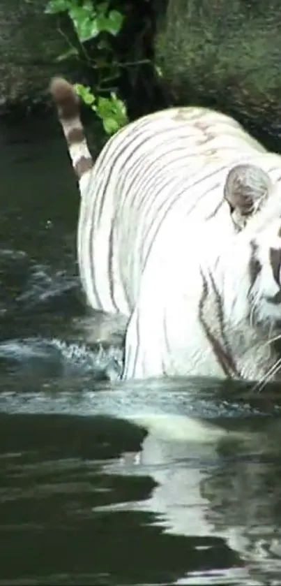 White tiger wading through water in a serene jungle setting.