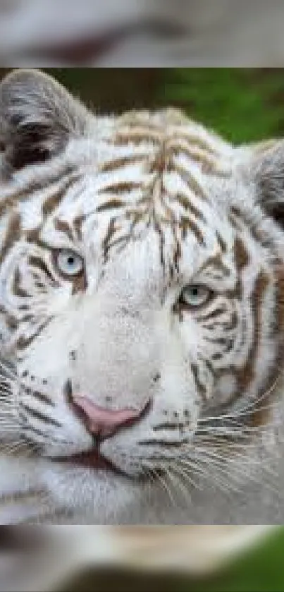 Close-up of a white tiger with striking blue eyes and a captivating face.