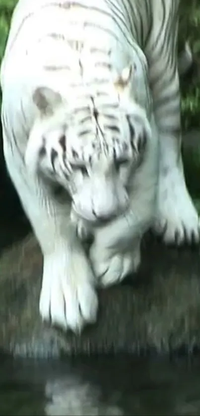 Majestic white tiger stepping through lush greenery, showcasing wildlife beauty.