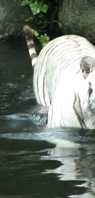 Majestic white tiger walking through serene water.