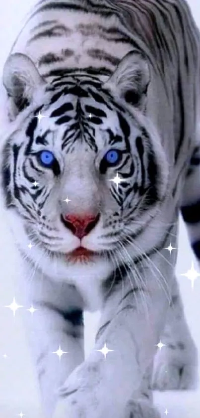 Stunning white tiger with blue eyes walking forward