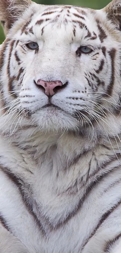 Majestic white tiger with striking markings.