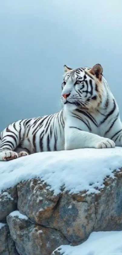 White tiger resting on snow-covered rock