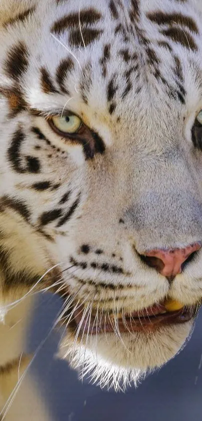 Close-up of a majestic white tiger showcasing its piercing eyes.