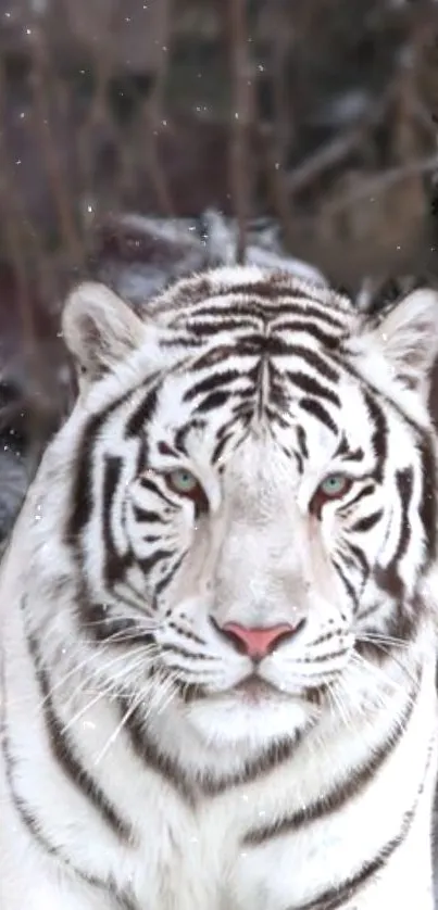 White tiger in a snowy forest setting.