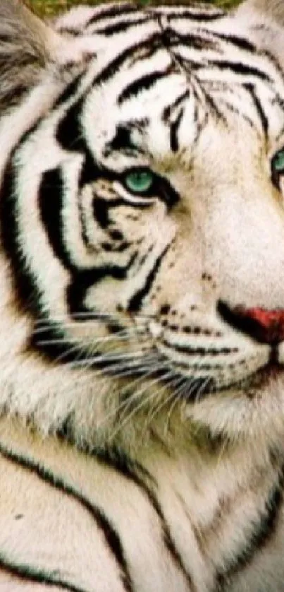 White tiger lying on grass with striking black stripes.