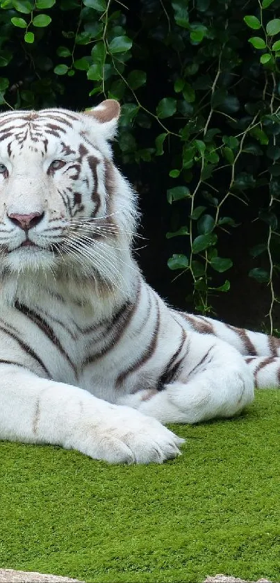 Majestic white tiger resting on lush green grass under foliage.