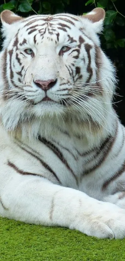 Majestic white tiger resting on green grass in vibrant nature setting.