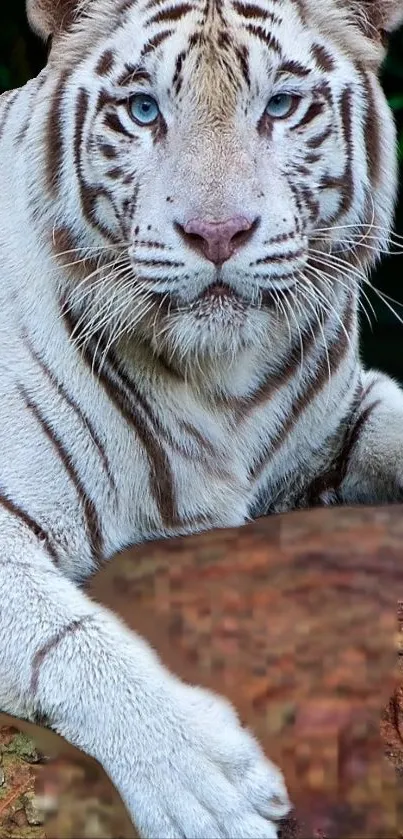 Majestic white tiger with blue eyes in a natural setting wallpaper.