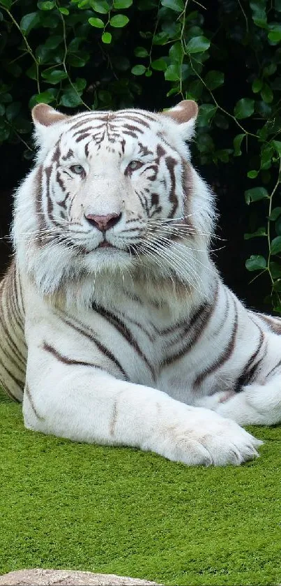 Majestic white tiger lying on green grass with lush foliage background.