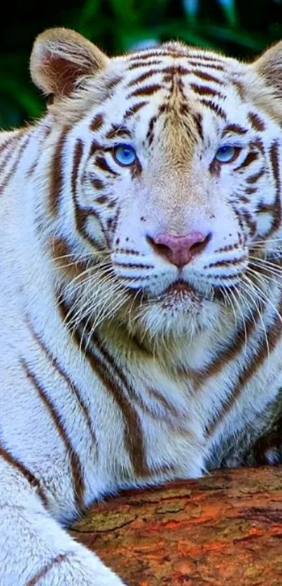 Majestic white tiger with blue eyes in a lush green setting.