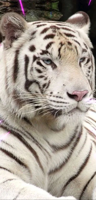 Majestic white tiger reclining on a rock in lush jungle scenery.