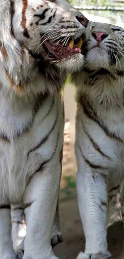 Two majestic white tigers standing together, showcasing elegance.