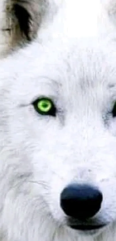 A majestic white wolf with green eyes, staring directly at the viewer.