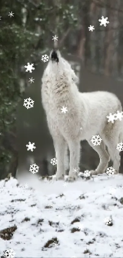 White wolf howling in snow with falling snowflakes.