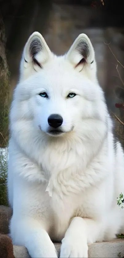 Majestic white wolf in a serene natural setting