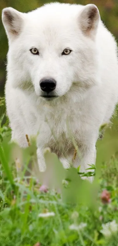 Majestic white wolf in green meadow wallpaper.