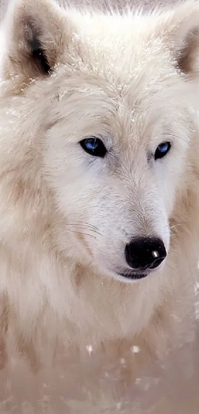 White wolf with blue eyes in a snowy setting, elegant mobile wallpaper.