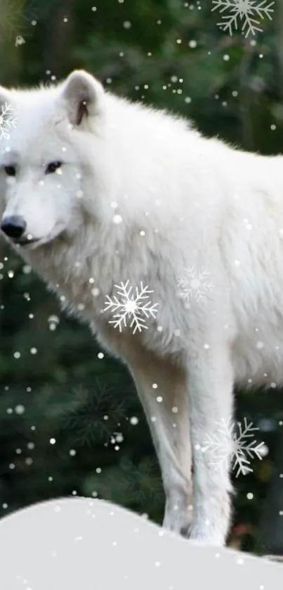 Majestic white wolf in a snowy forest with falling snowflakes.