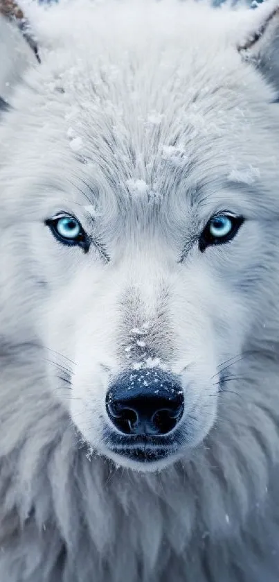 Majestic white wolf with blue eyes and snowy fur background.