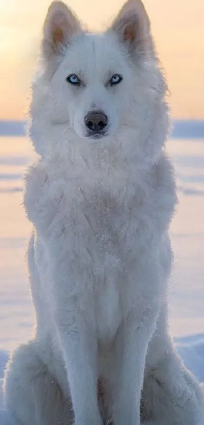 Majestic white wolf sits in snowy landscape during sunset.