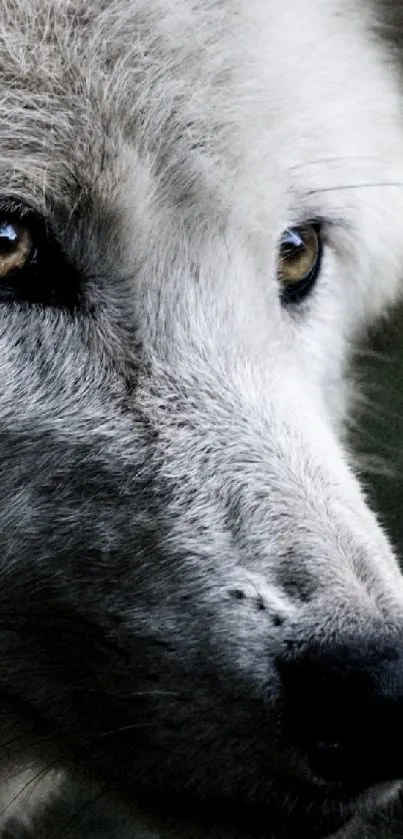 Close-up of a white wolf with intense gaze in the forest.