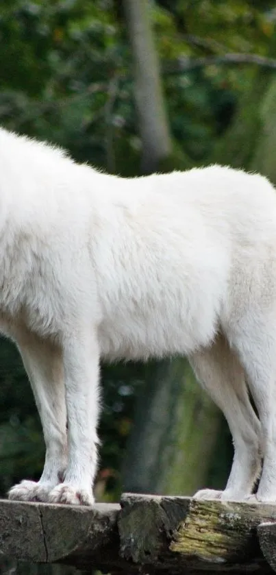 Beautiful white wolf standing in a forest, showcasing nature's majesty.