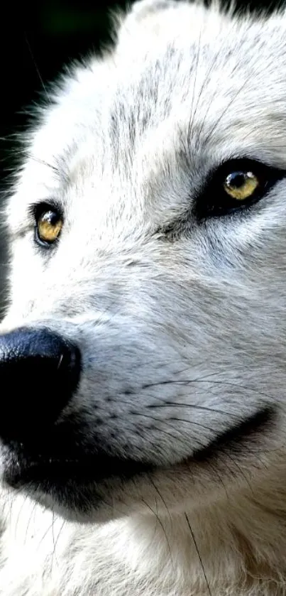 Close-up of a majestic white wolf with amber eyes.